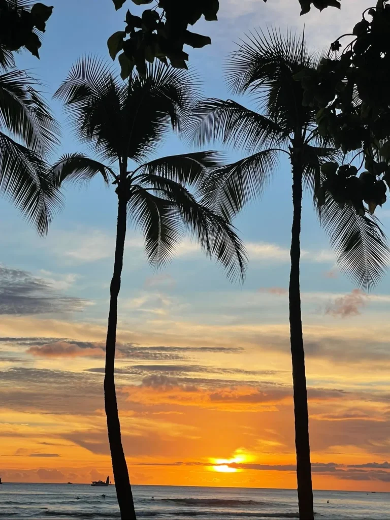 Palmen bei Sonnenuntergang